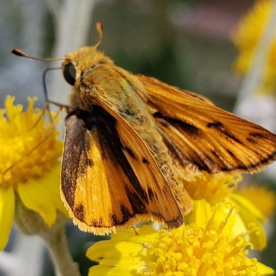 Fiery Skipper