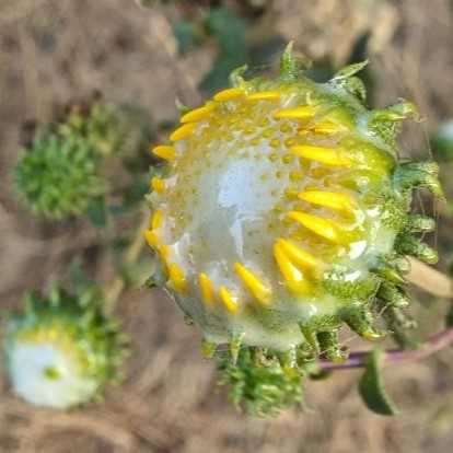 Great Valley Gumweed