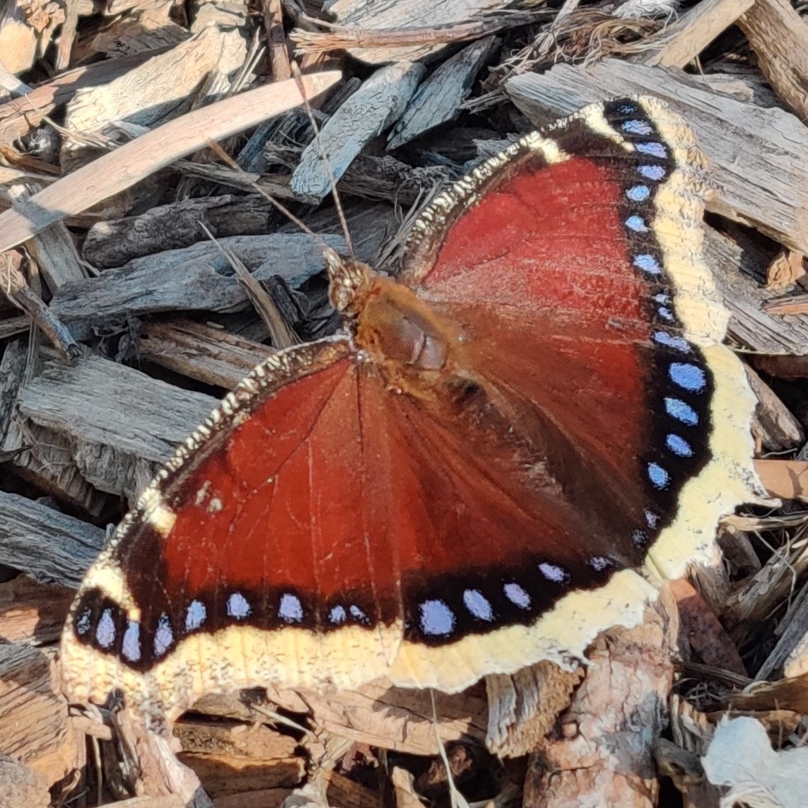 Mourning cloak