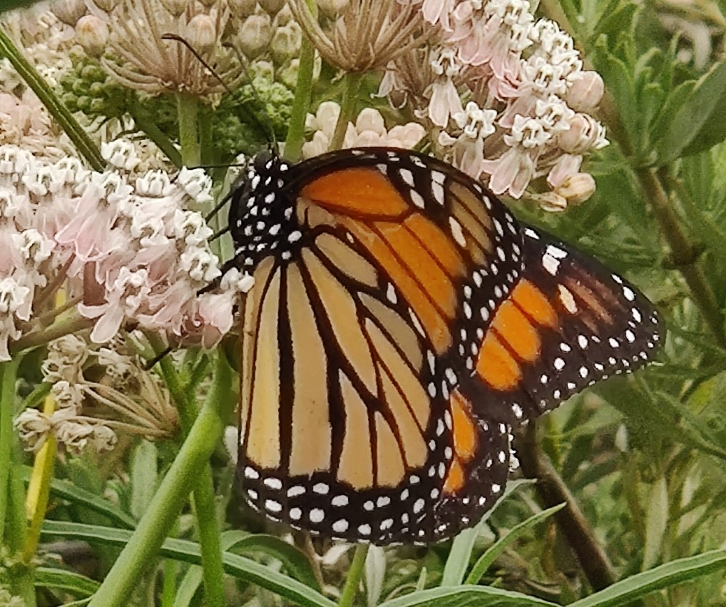 Aposematic Coloration